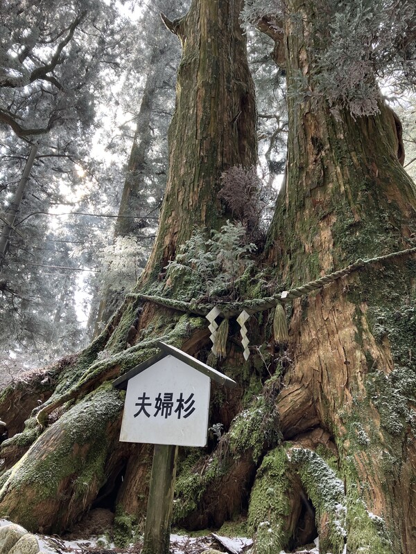 kongo_trees