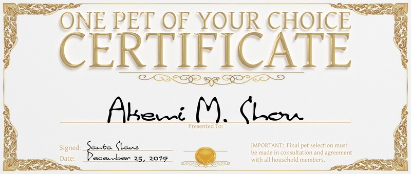2019: Christmas Gift Certificate