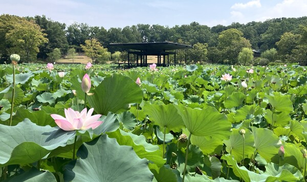 lotus_aug_04_25